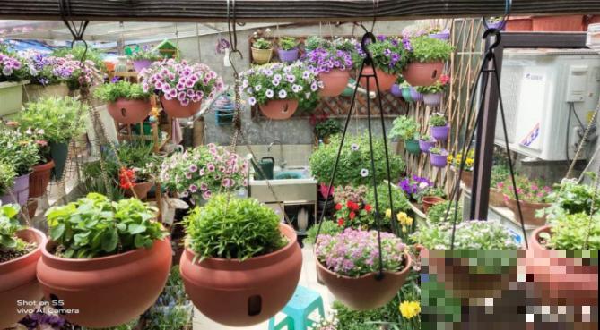 现在是播种最佳时期，种多少活多少，从秋开到春！