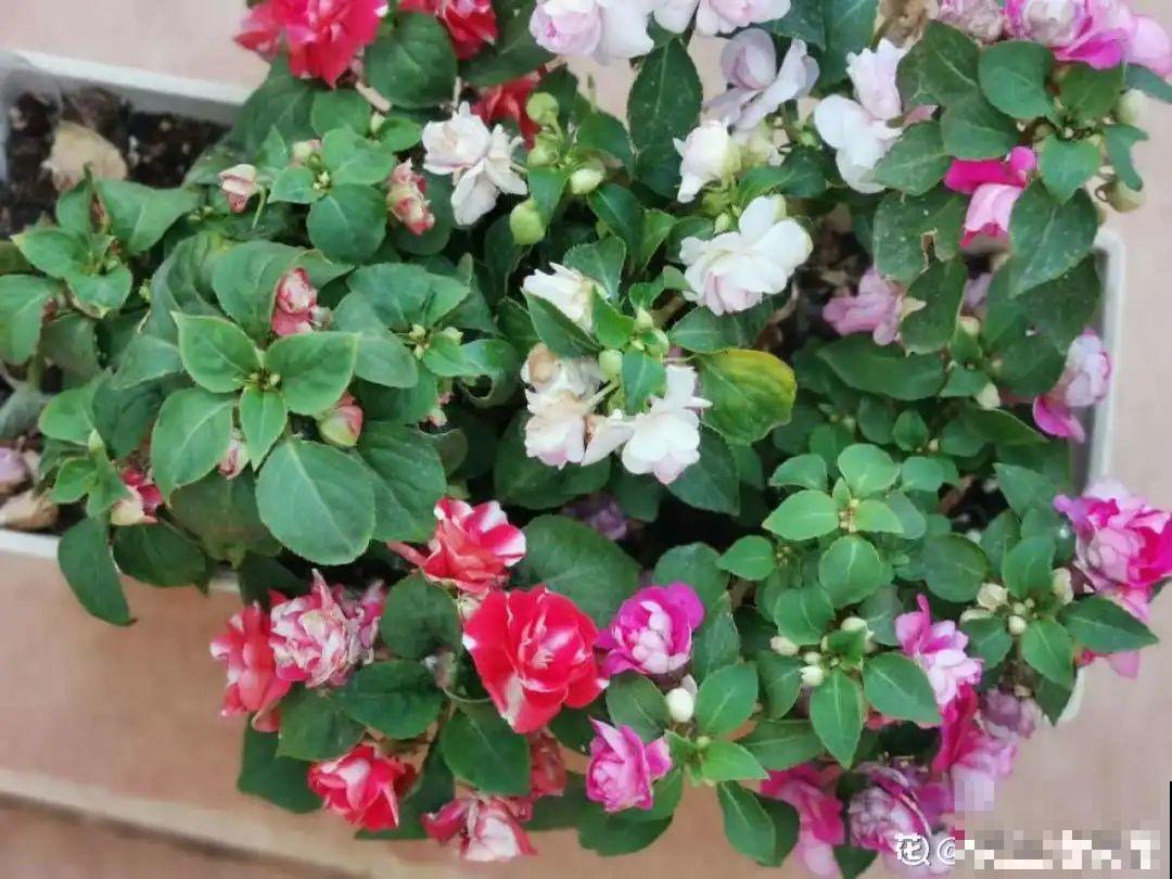 看图猜花名，100道题，测你的养花天分！