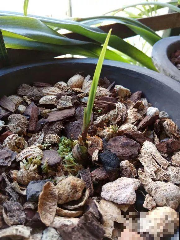 龟背竹长出长鞭子，连着茎一块砍下来，种土里就能活