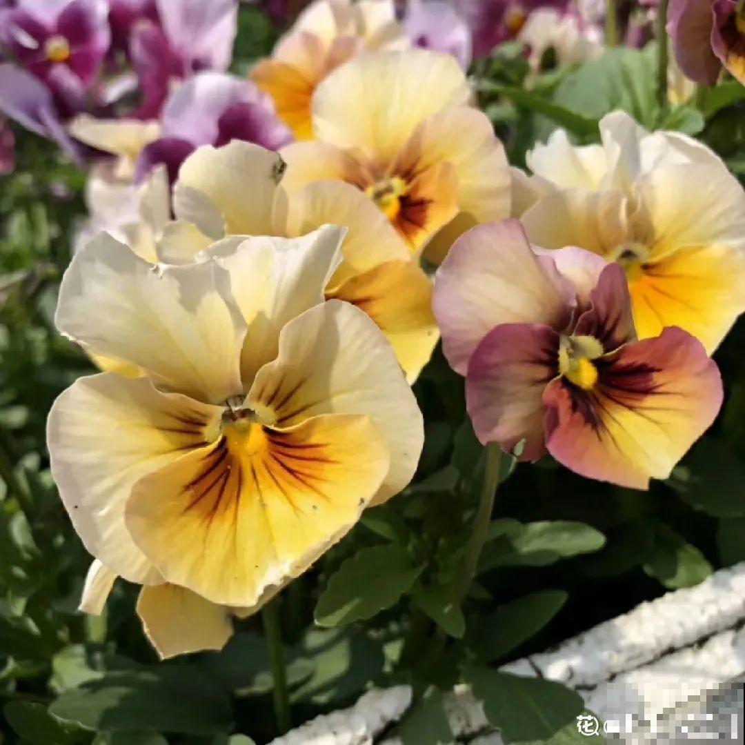 三色堇简直是开花机器,一盆能开3个色,阳台开出花彩虹! 三色堇简直是开花机器,一盆能开3个色,阳台开出花彩虹!