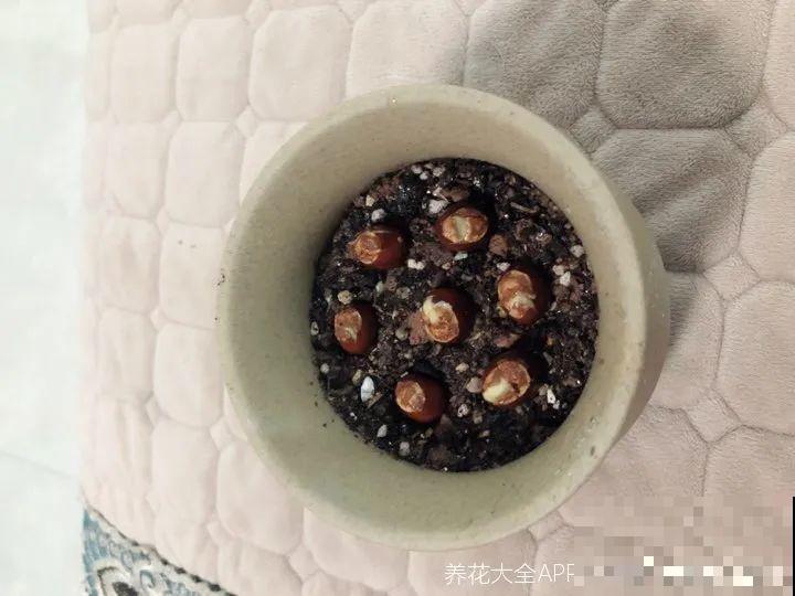 西红柿、玉米……埋土里，7天长成小森林，结出果子一大筐！