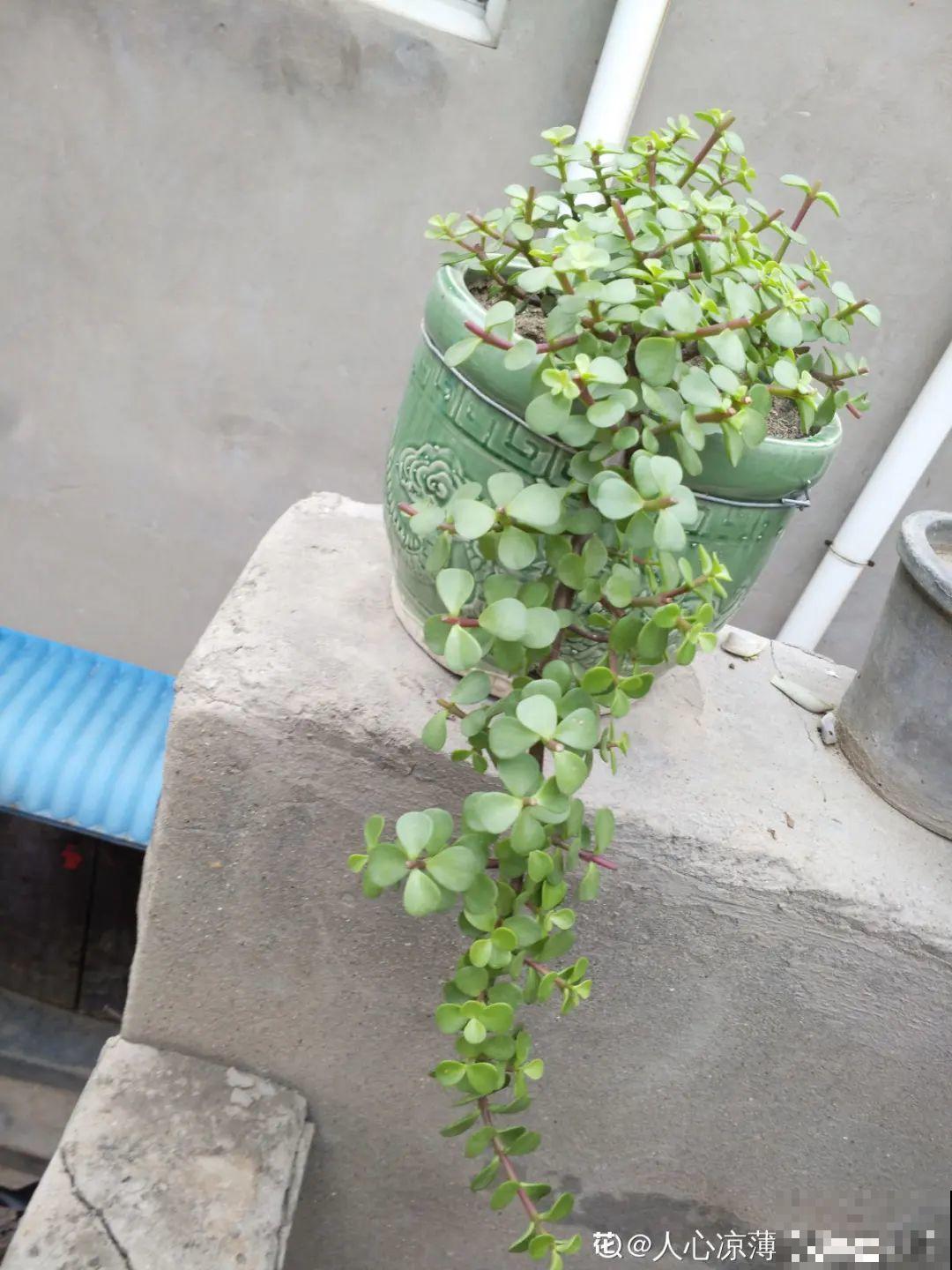 养金枝玉叶,剪成“歪脖子”,越歪越值钱! 养金枝玉叶,剪成“歪脖子”,越歪越值钱!