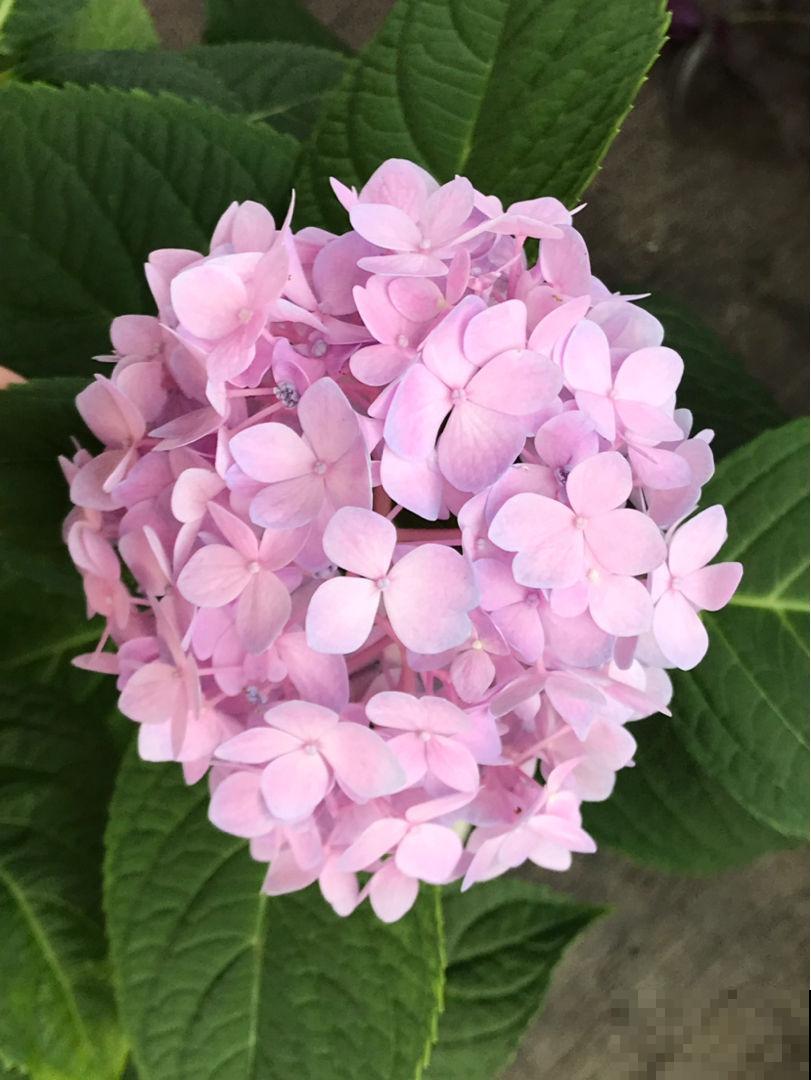 5种花像“小强”,繁殖能力超强,掰个枝就能活 5种花像“小强”,繁殖能力超强,掰个枝就能活