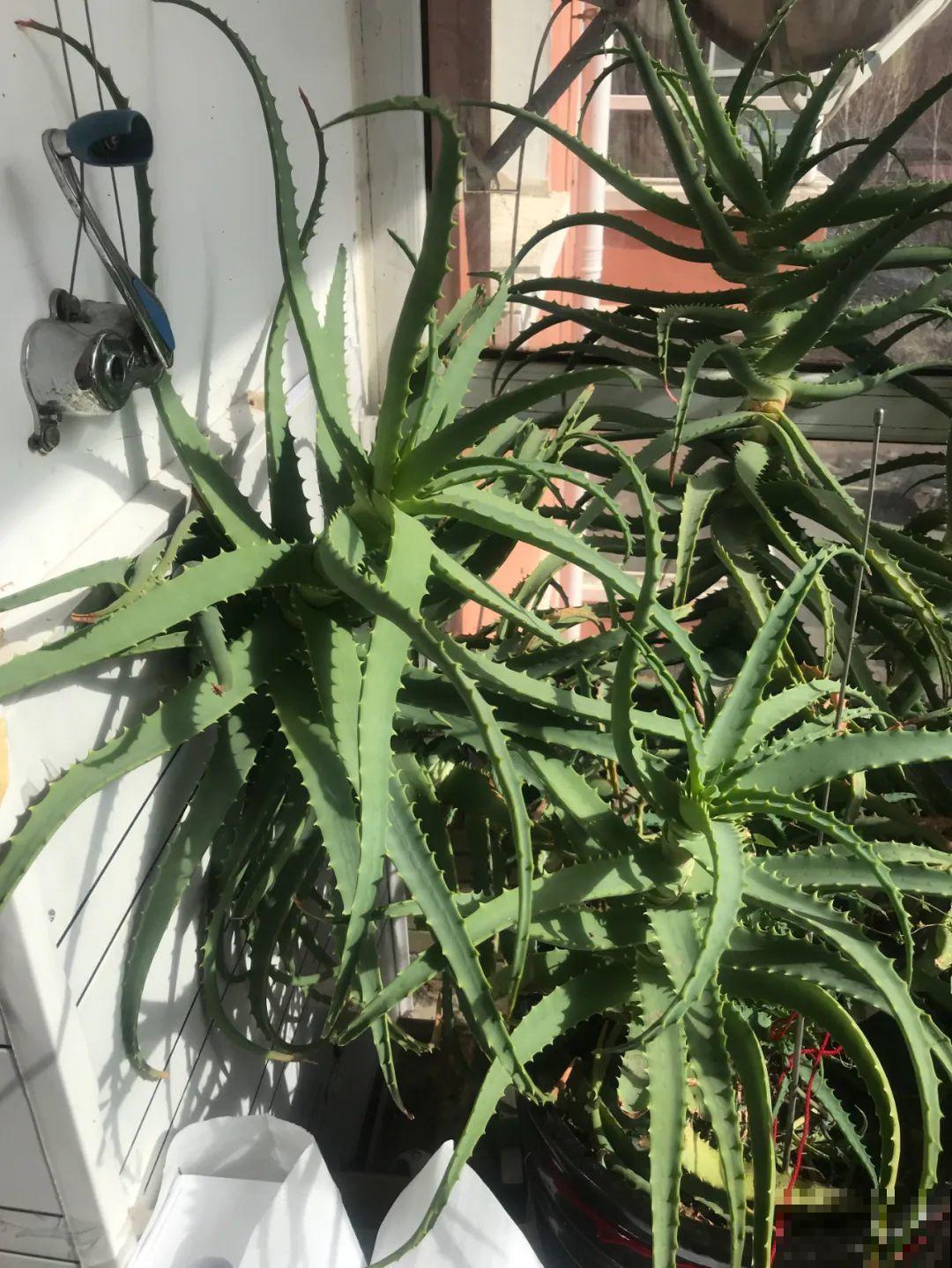 1米7的天竺葵，开花成瀑布，太震撼了