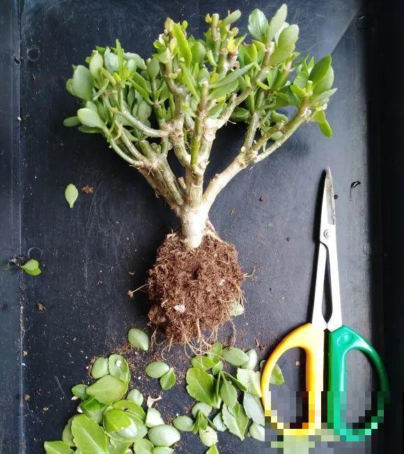 养花不一定要用大花盆，8种花要换小盆，挤着养才能长好