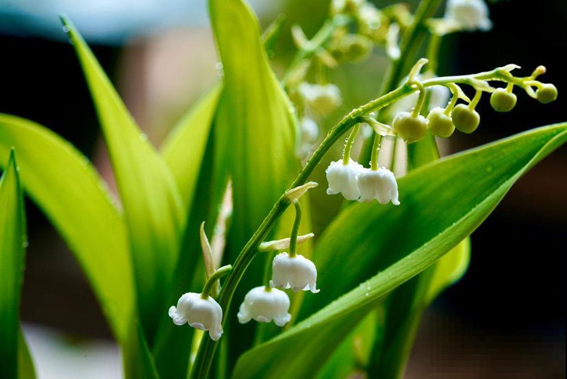 开花像铃铛的铃兰,耐寒能力超强,冬天也能养 开花像铃铛的铃兰,耐寒能力超强,冬天也能养