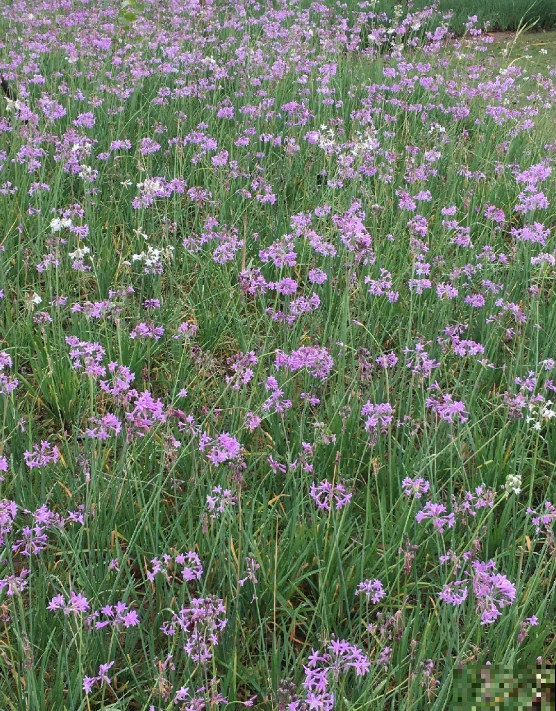 秋天野菜贵如金，赶紧上山挖，很快就老了