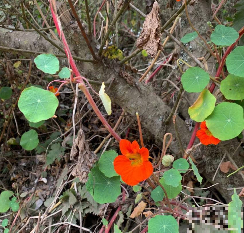 秋天快养旱金莲，花期特长，一年开三季！