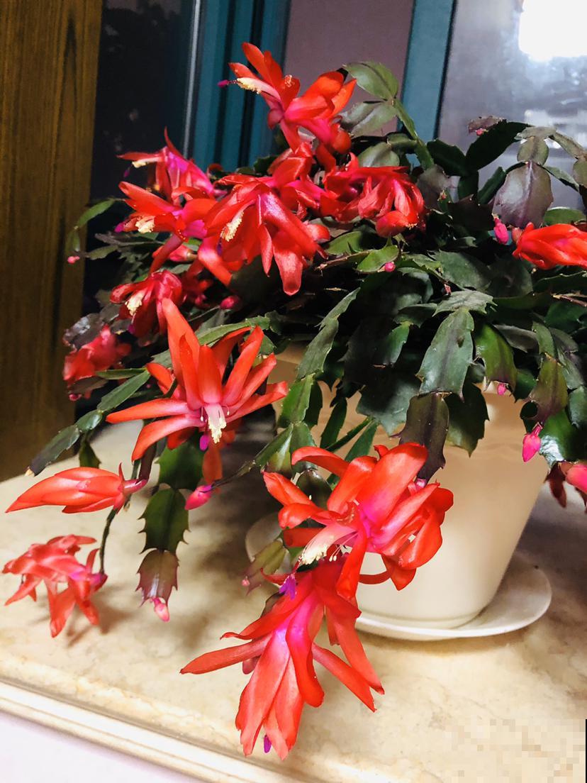 蟹爪兰快苏醒了,养护注意4要点,秋冬才能有花看 蟹爪兰快苏醒了,养护注意4要点,秋冬才能有花看