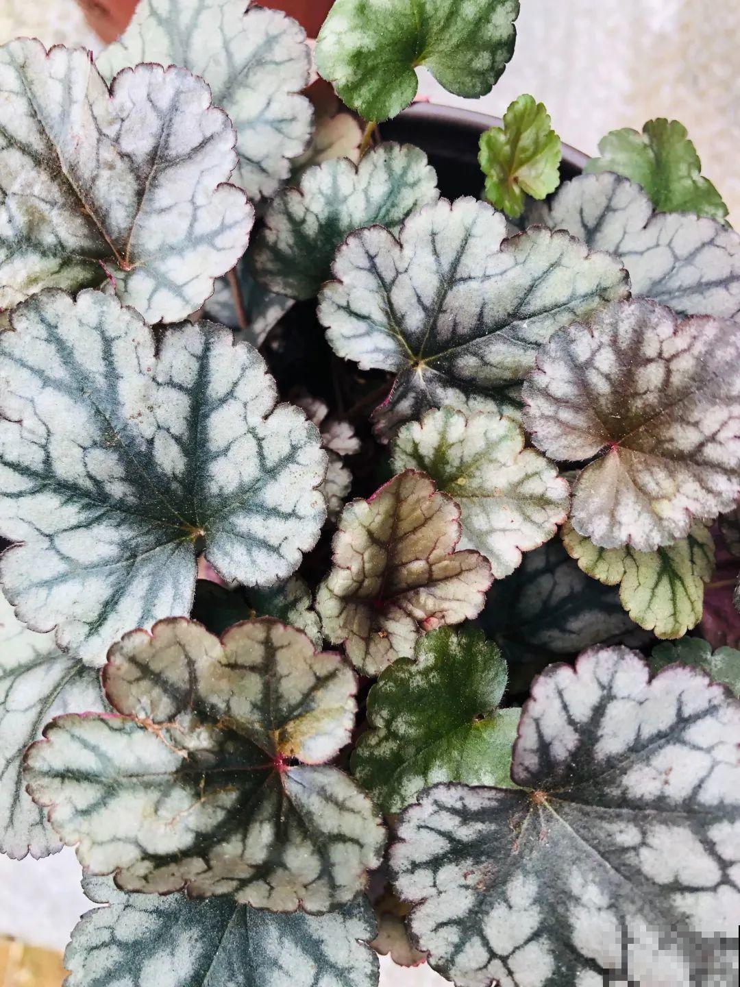 新买一盆花,叶子五颜六色,真怀疑它是不是喷药了? 新买一盆花,叶子五颜六色,真怀疑它是不是喷药了?