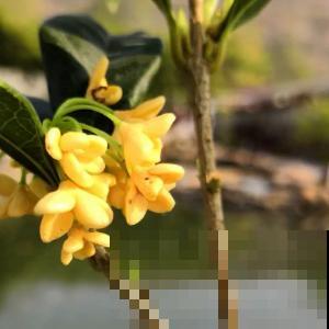 不会嫁接？学会这几步，轻轻松松拥有桂香满园！