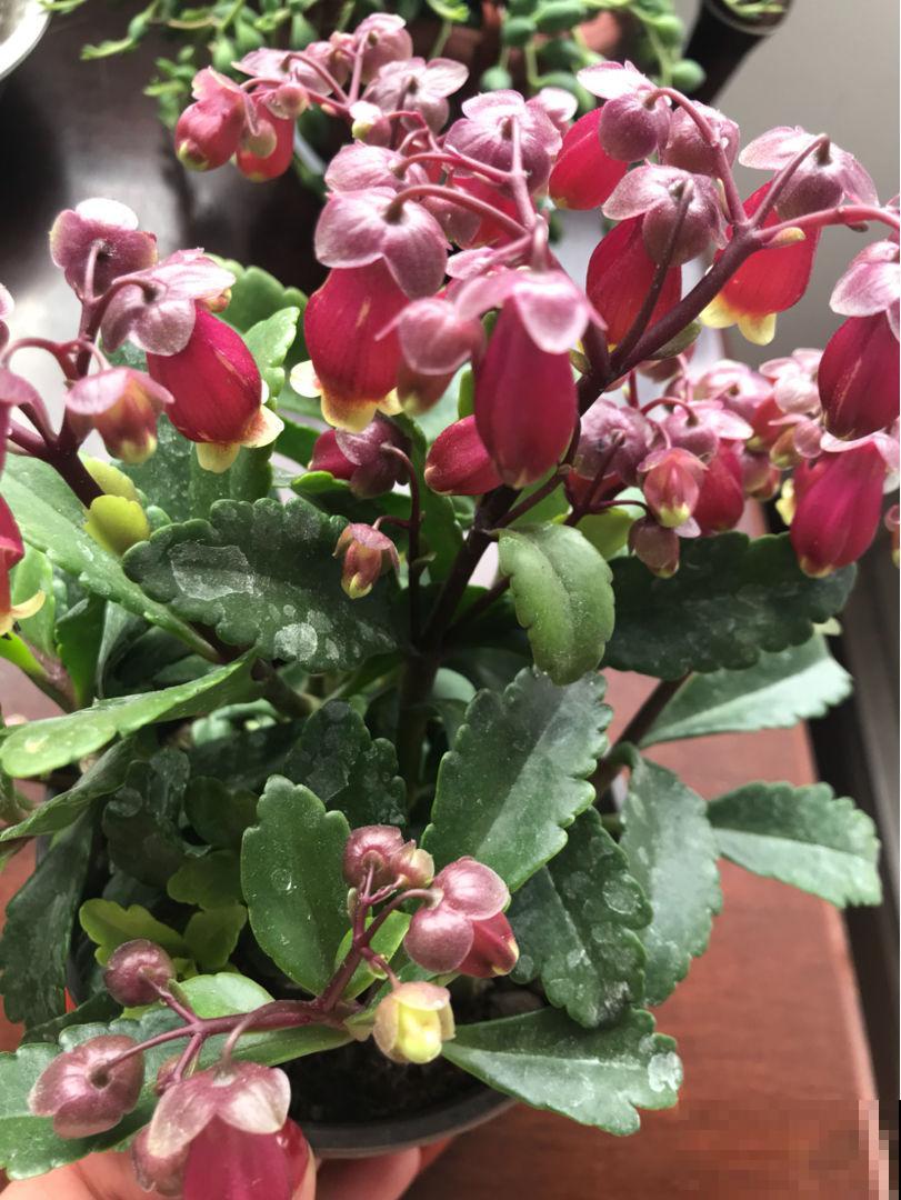 秋冬新宠“小铃铛”，原来叫宫灯长寿，跟不死鸟是亲戚