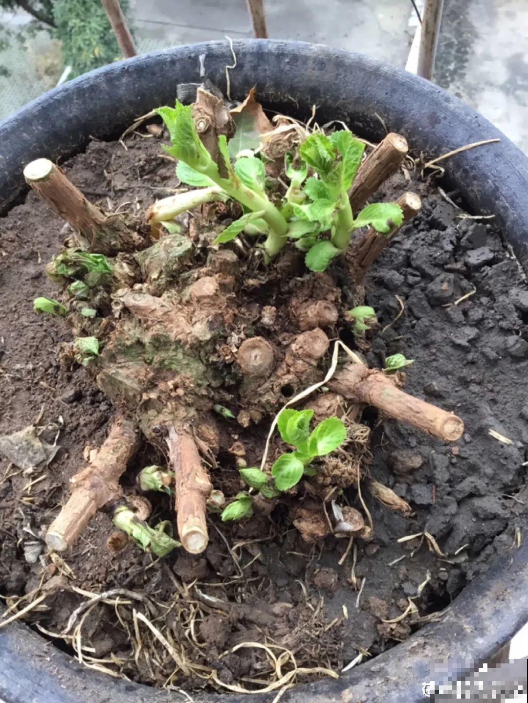 8种花,养小不养老,越老开花越少! 8种花,养小不养老,越老开花越少!