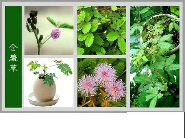 最齐全的《百花图谱》,珍藏起来,路边花都能叫上名! 最齐全的《百花图谱》,珍藏起来,路边花都能叫上名!