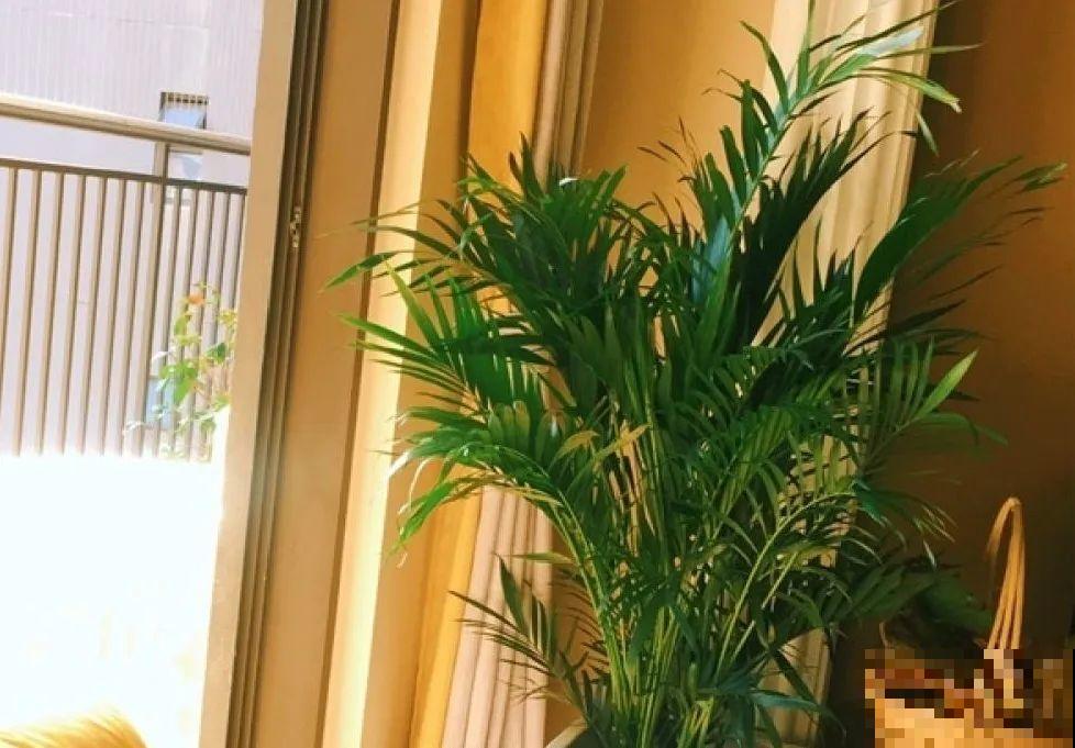 24种植物“净化器”,每个房间养一盆,太值了! 24种植物“净化器”,每个房间养一盆,太值了!