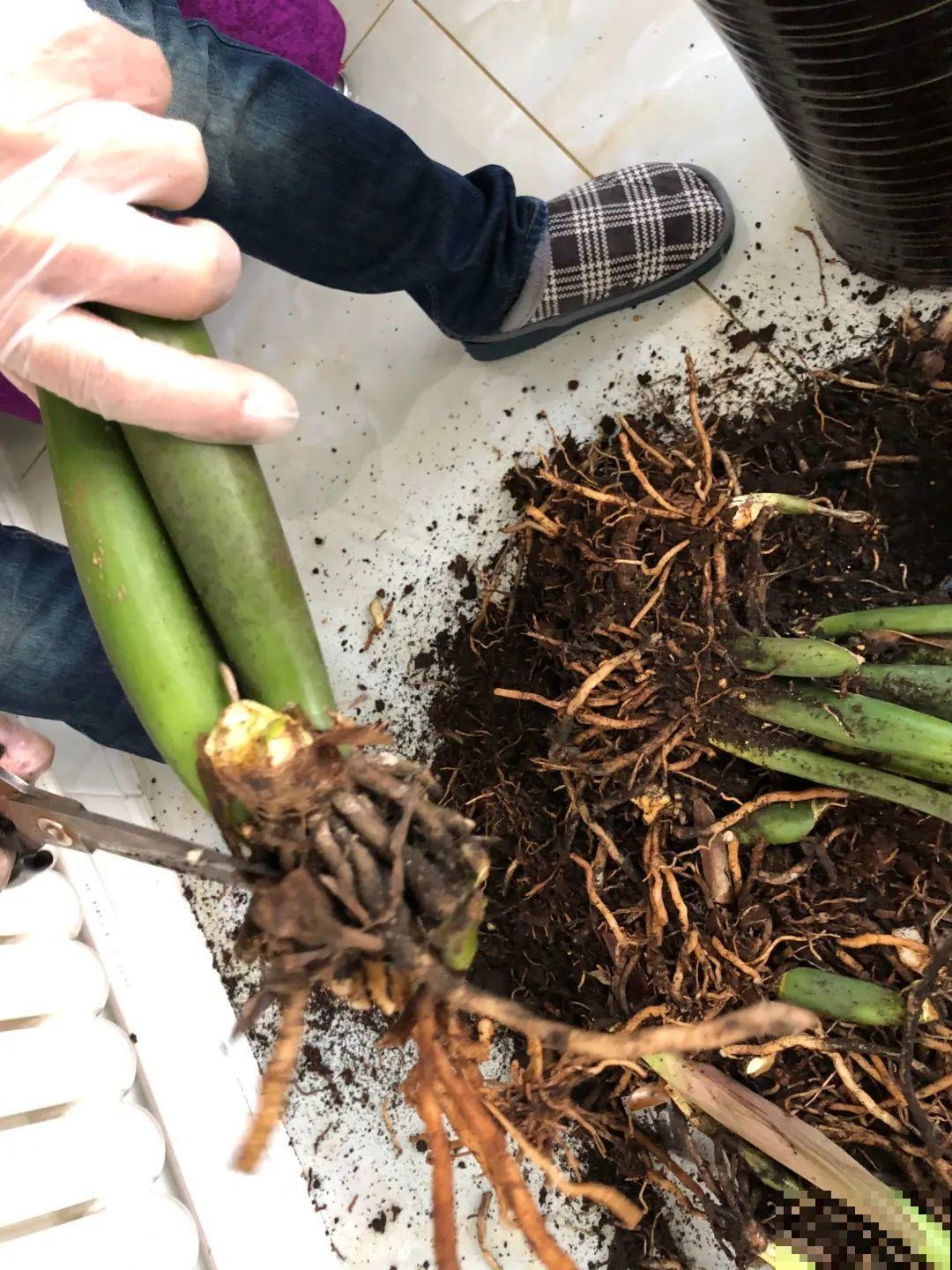 花堆成山,捡到手软,大麻袋都装不下了! 花堆成山,捡到手软,大麻袋都装不下了!