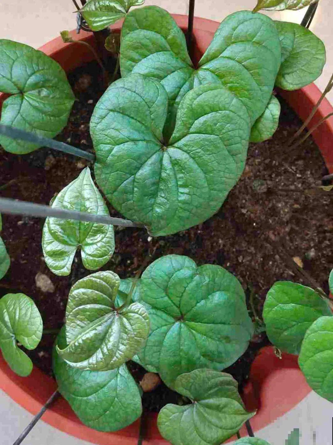 玉米地瓜，放久了自动变成盆栽，太好活了吧？