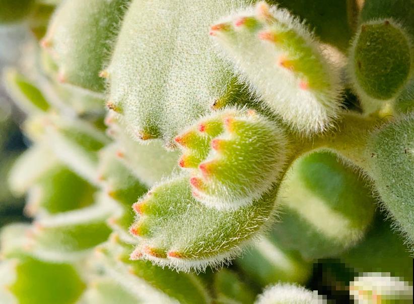 天生长毛的多肉，叶子毛绒绒，比玩具熊还可爱