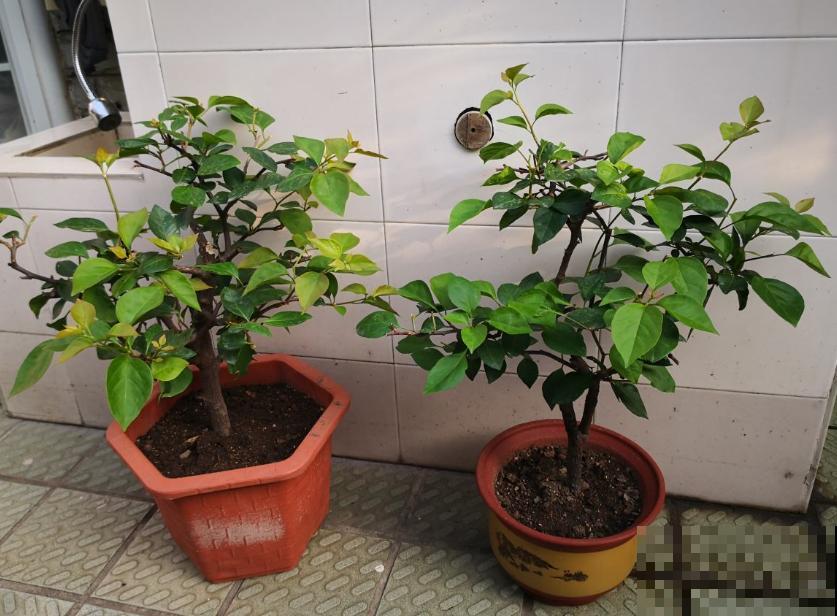 马上处暑了,这5种花最怕闷,别再浇水了! 马上处暑了,这5种花最怕闷,别再浇水了!