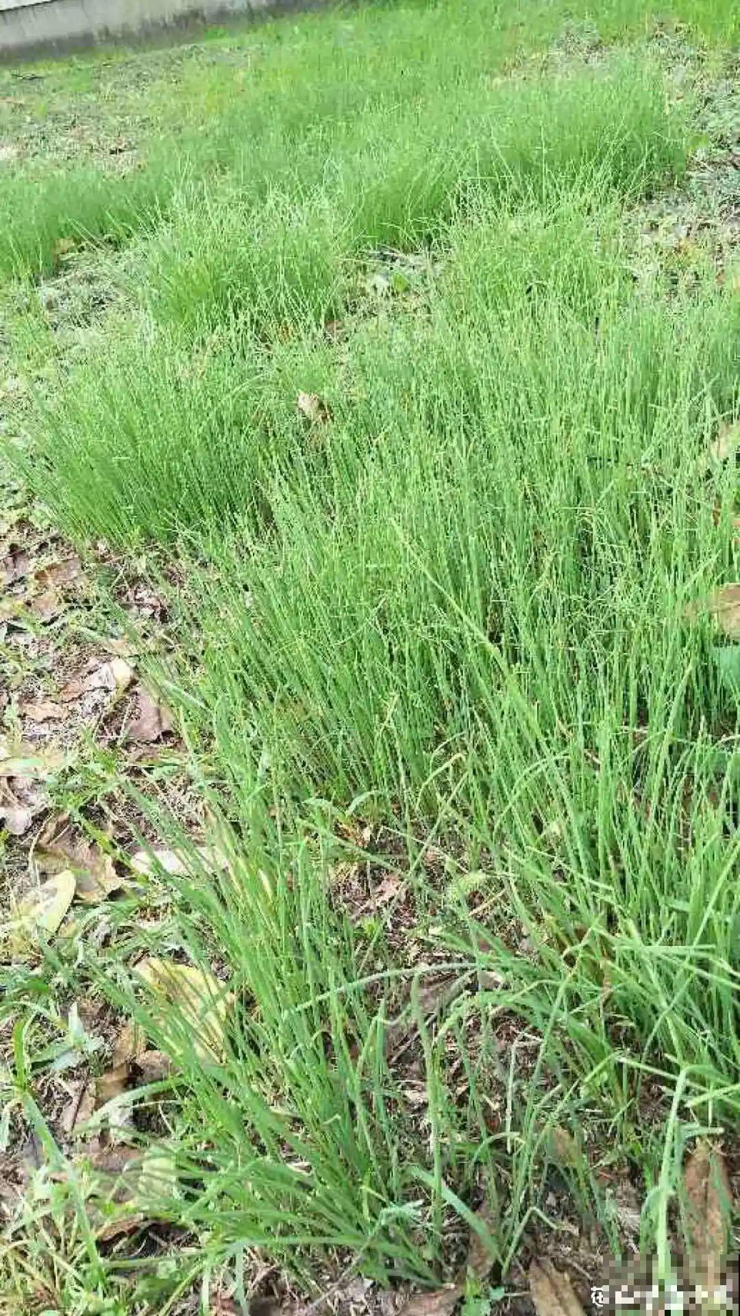 秋天野菜贵如金，赶紧上山挖，很快就老了