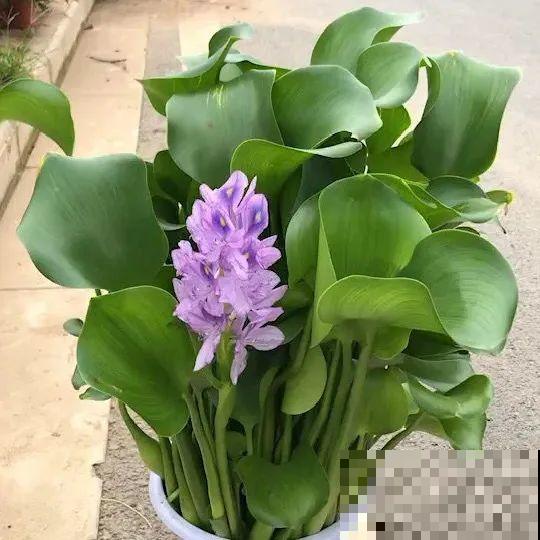 看图猜花名，100道题，测你的养花天分！