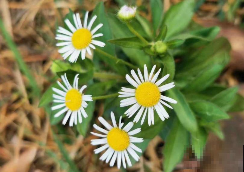 家花与野花的区别，一个娇贵、一个强悍，你更喜欢哪一种？