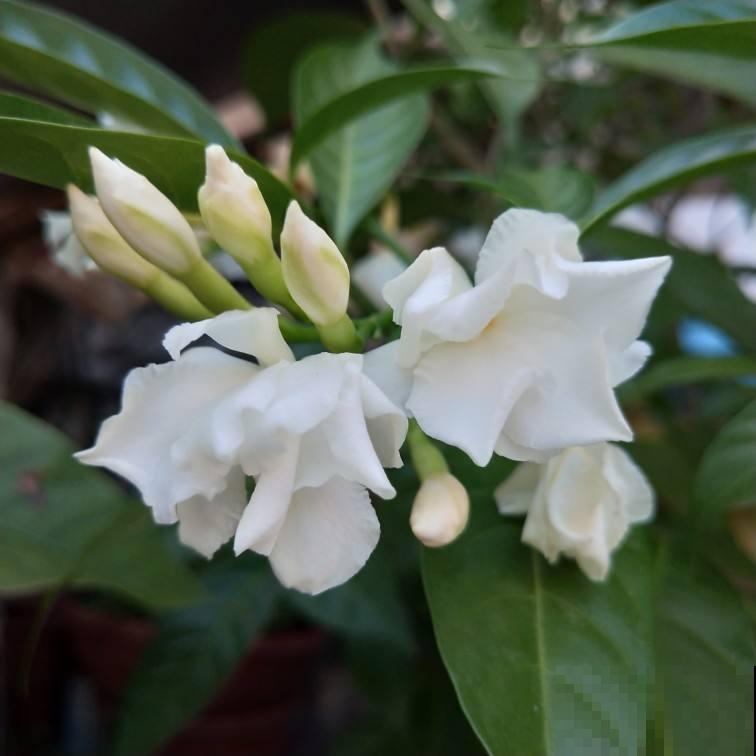 扶桑花吃了名字亏，还是叫朱槿好听，开花鲜艳花期还长