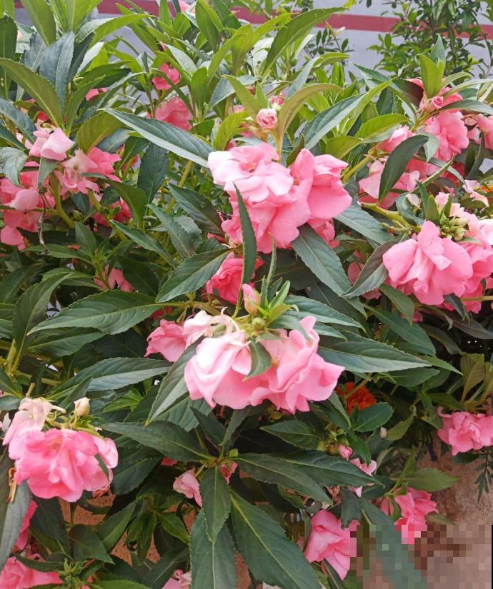 可以自生自长的花,种子掉土里就活,不用管开不停! 可以自生自长的花,种子掉土里就活,不用管开不停!