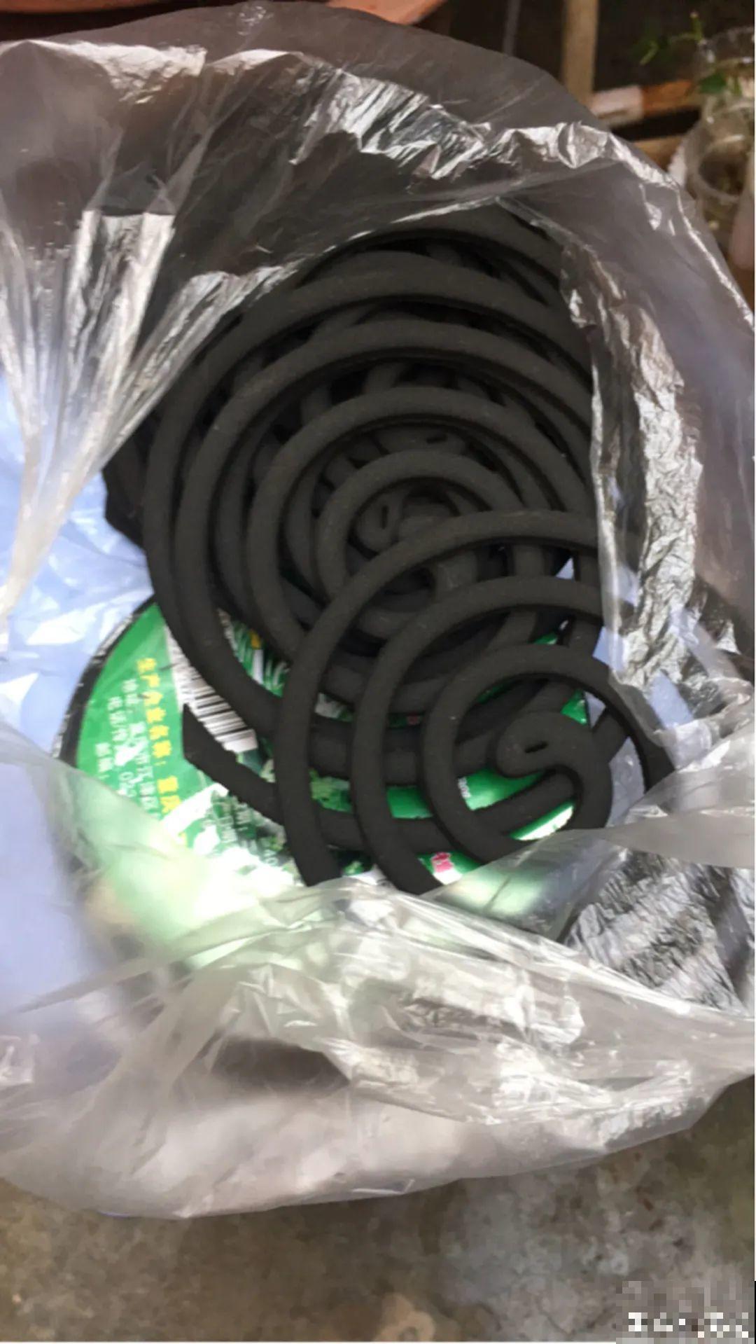 网红“巴西木”丢水里,1个月发霉了,咋办? 网红“巴西木”丢水里,1个月发霉了,咋办?