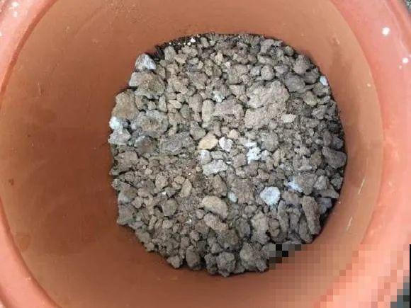 养花不一定要用大花盆，8种花要换小盆，挤着养才能长好