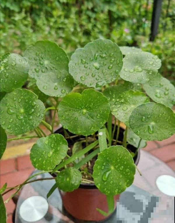 秋天是换盆好时机,花都睡醒了,换盆才能长得快 秋天是换盆好时机,花都睡醒了,换盆才能长得快