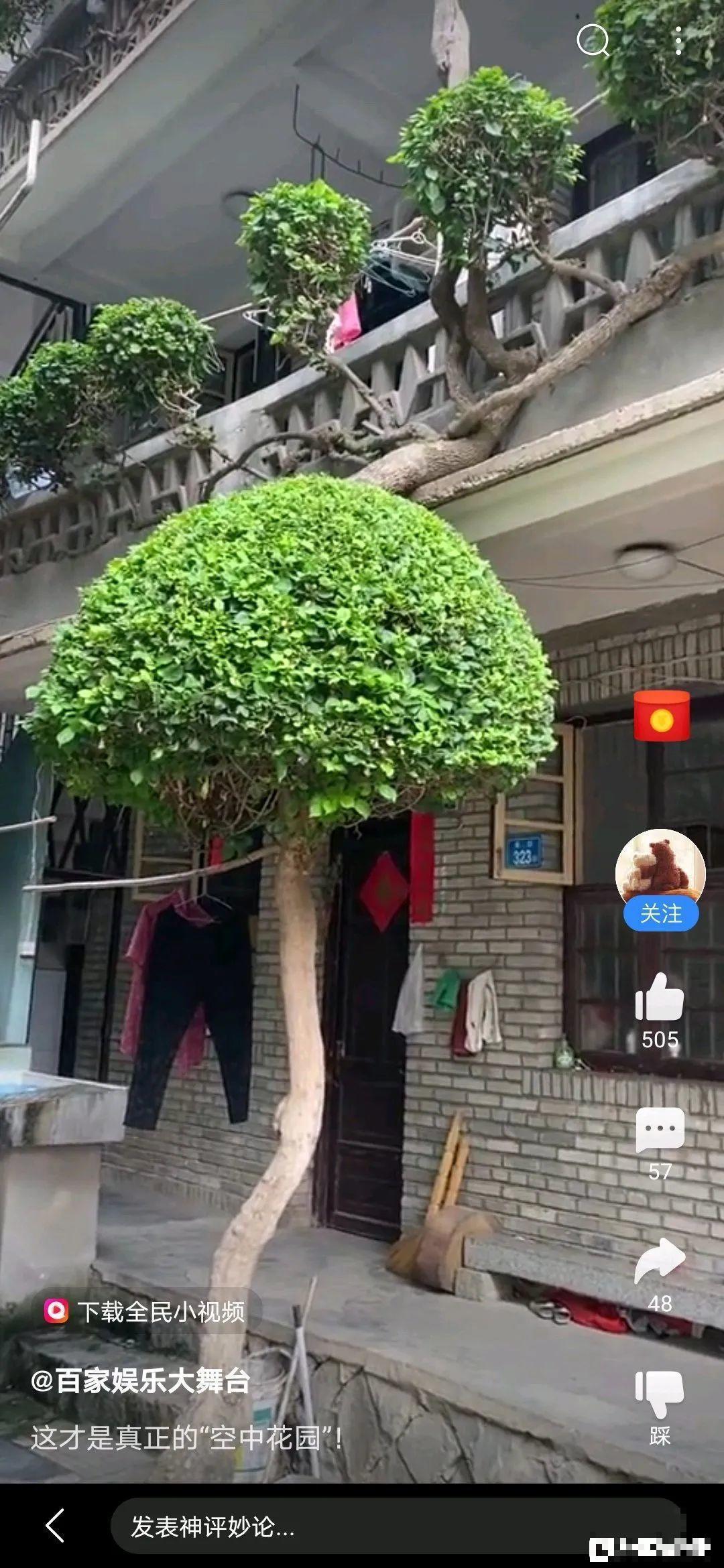 30层楼高开满三角梅,变成空中花园,太美了! 30层楼高开满三角梅,变成空中花园,太美了!