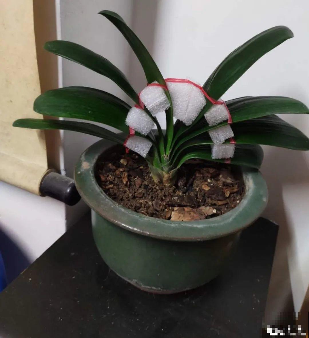 三伏已过,这花可以处理了,晚了错过开花! 三伏已过,这花可以处理了,晚了错过开花!