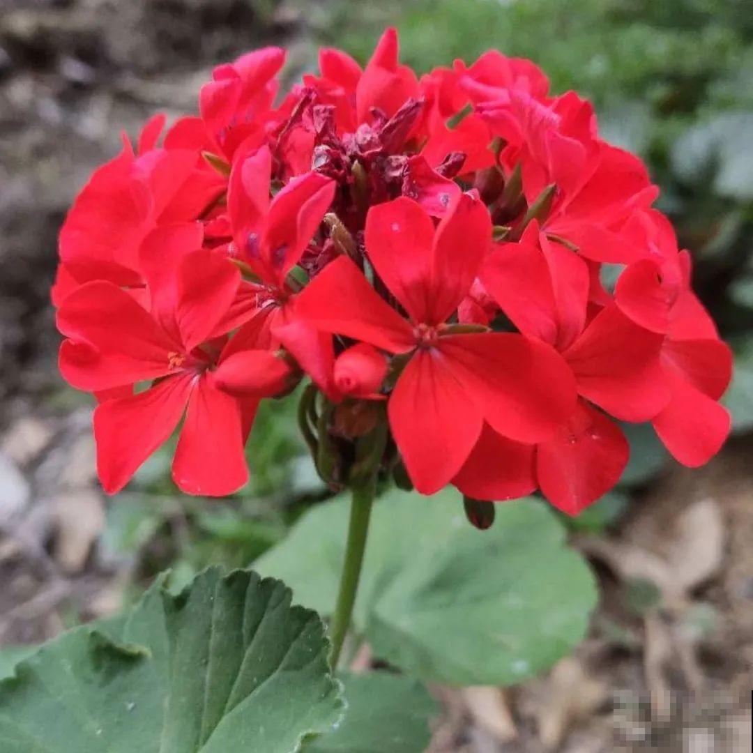 20到养花题，看看你能对几道，对一半就是大神