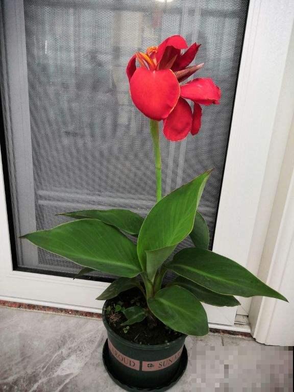 如果你是浇水党，就养这些耐水淹的花，浇多少都没事！