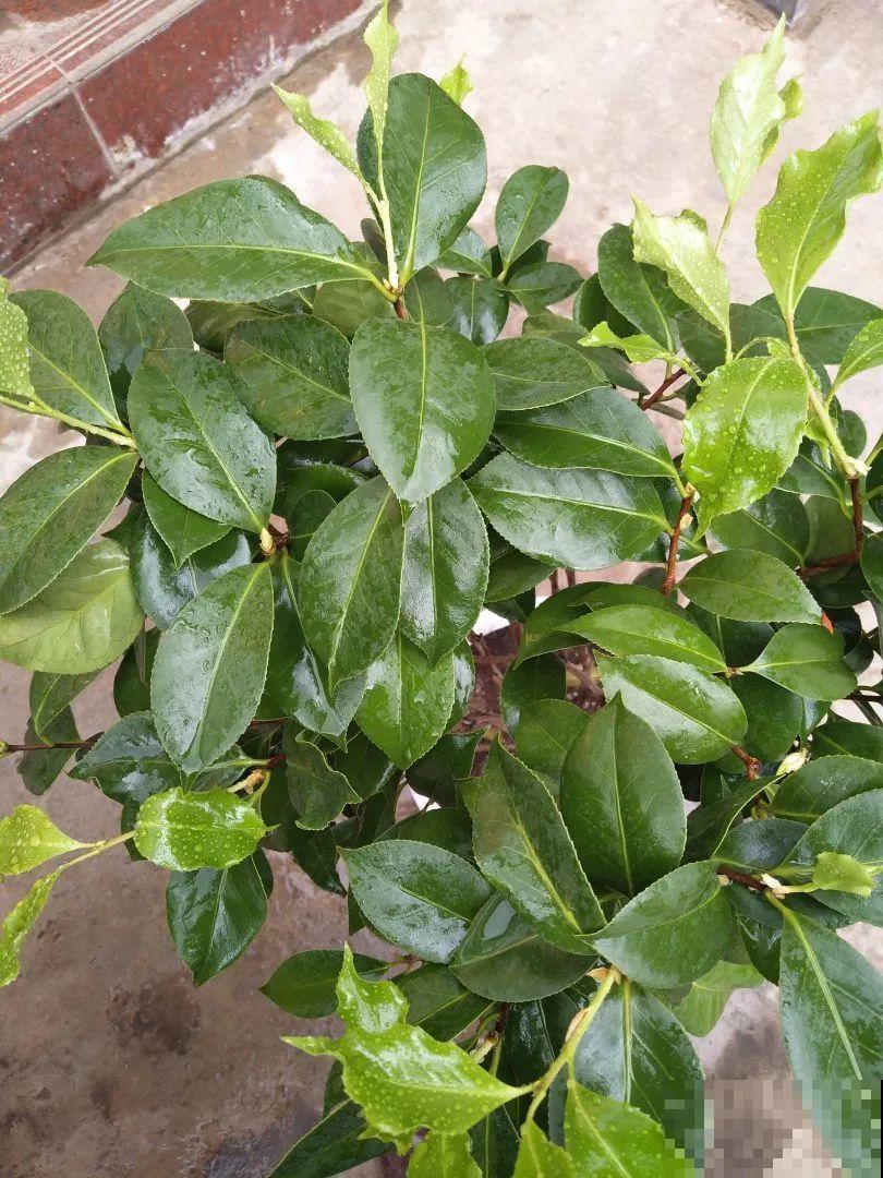 下个月开始，这10种花不能剪，剪了没花看，白养大半年！