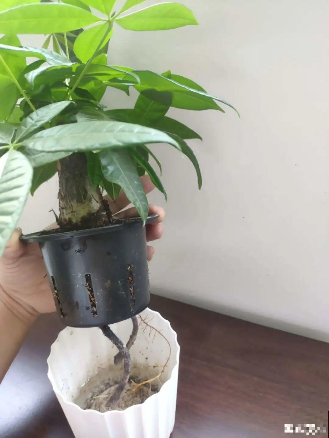 网红“巴西木”丢水里,1个月发霉了,咋办? 网红“巴西木”丢水里,1个月发霉了,咋办?