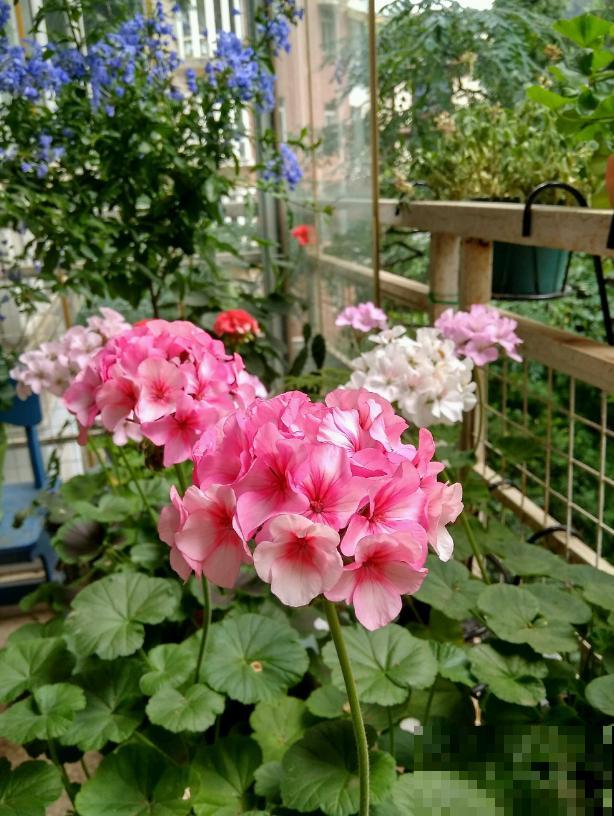 她家的花一开，就赶紧画成水彩画，比真花还美！