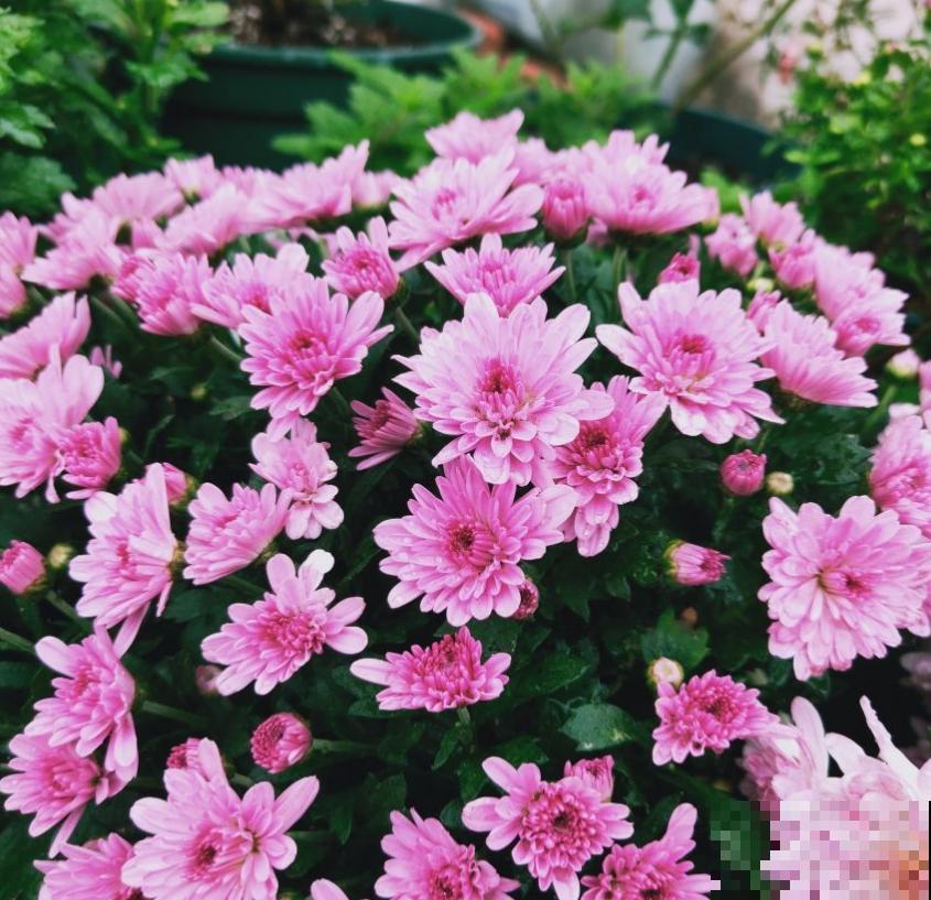 小巧霸气的女王菊，品种众多，养在阳台特美！