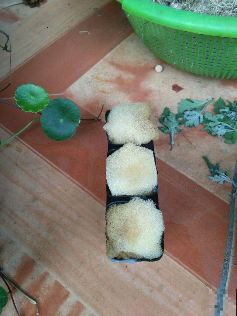 小海绵作用大，剪一刀插枝条，扦插蹭蹭冒白根