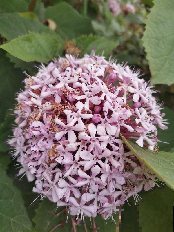 扶桑花吃了名字亏,还是叫朱槿好听,开花鲜艳花期还长 扶桑花吃了名字亏,还是叫朱槿好听,开花鲜艳花期还长