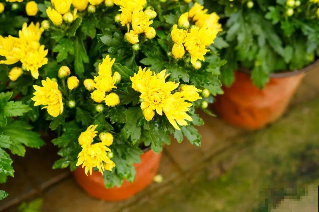 24种植物“净化器”,每个房间养一盆,太值了! 24种植物“净化器”,每个房间养一盆,太值了!