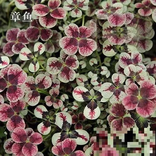 这花被人工培育了,叶子变异后,可以这么美! 这花被人工培育了,叶子变异后,可以这么美!