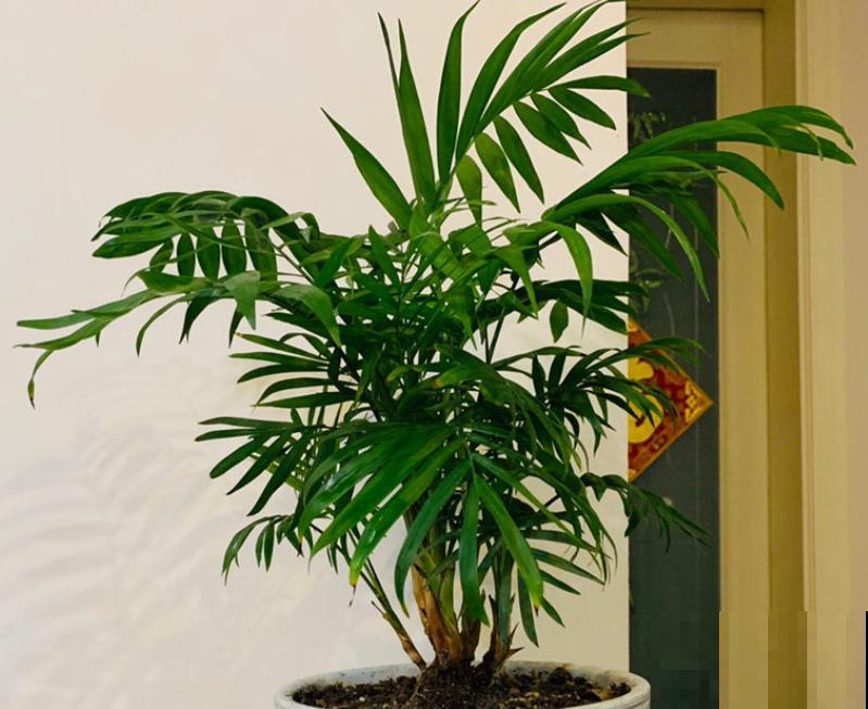 这5种绿植,长得实在太像了,一不小心就买到假货! 这5种绿植,长得实在太像了,一不小心就买到假货!