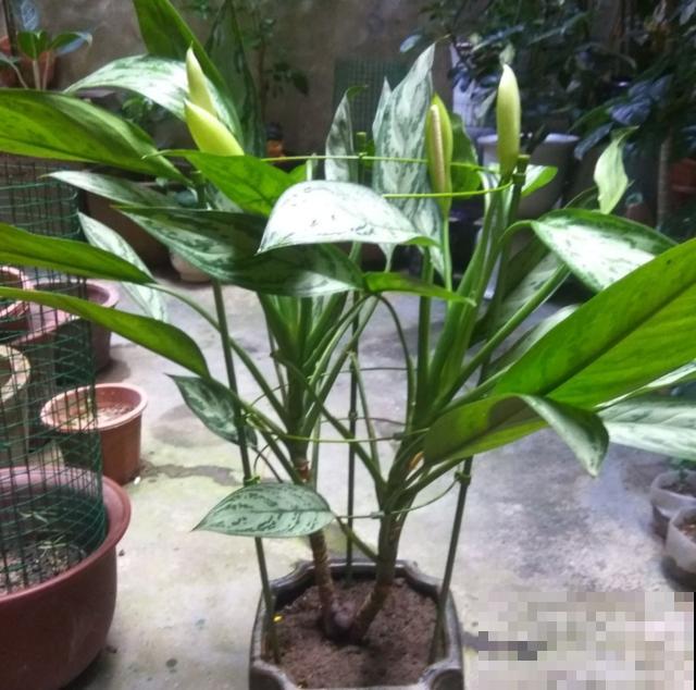 绿植“贵族”银皇后,净化空气超棒,烟友必备! 绿植“贵族”银皇后,净化空气超棒,烟友必备!