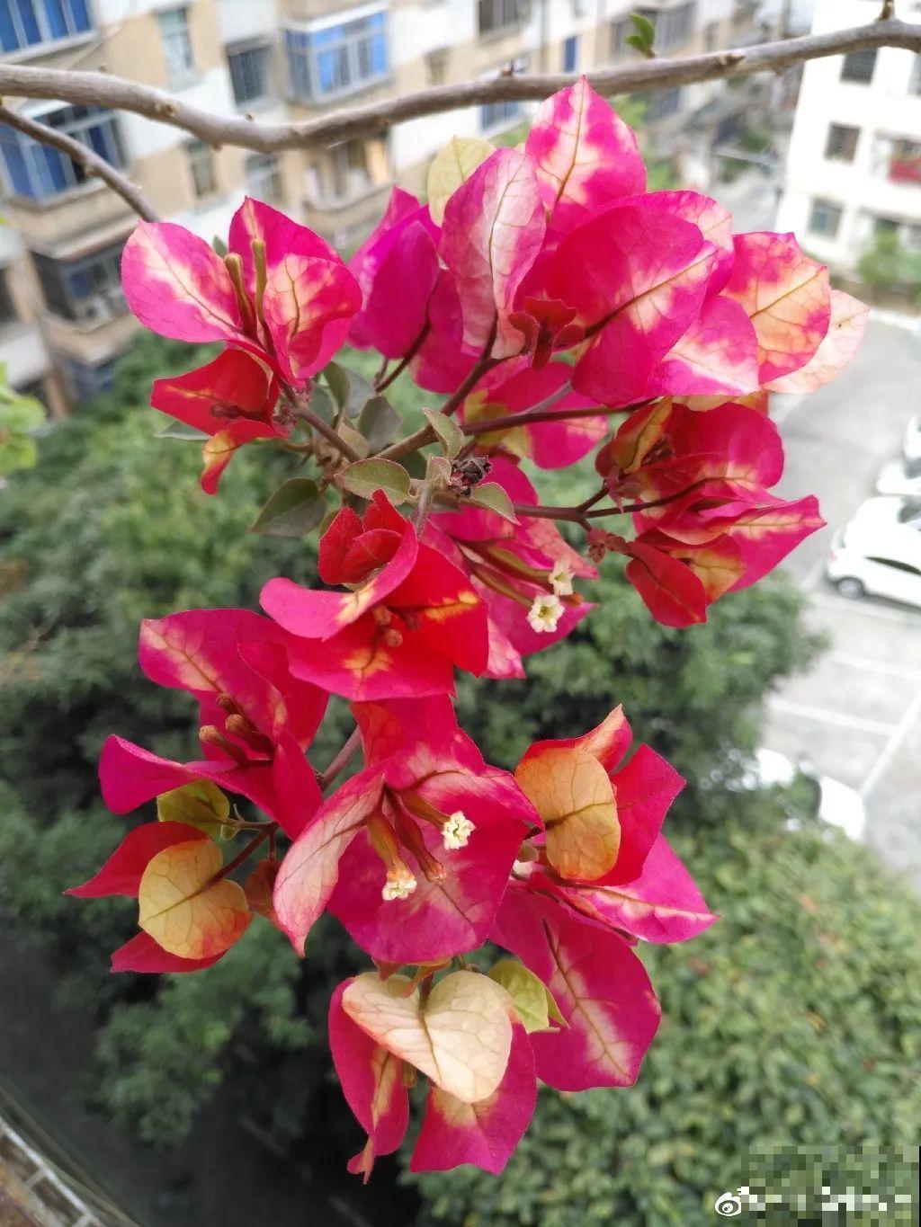 秋天养10种花，个个美得像油画，特别上档次！