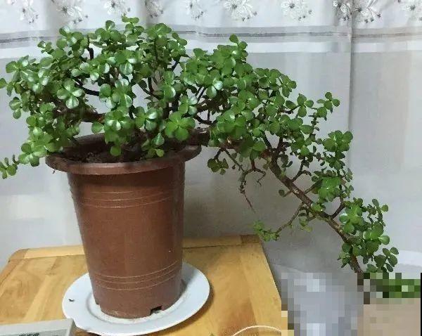 秋老虎来了，9种花进入“死期”，切莫大意！