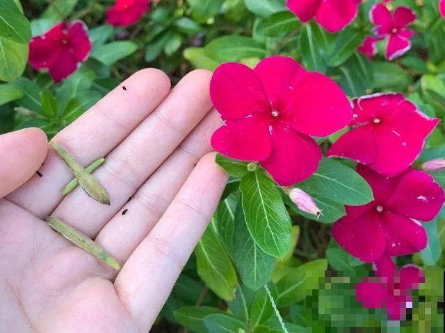 花开完别剪,再等15天,能收上千粒种子! 花开完别剪,再等15天,能收上千粒种子!