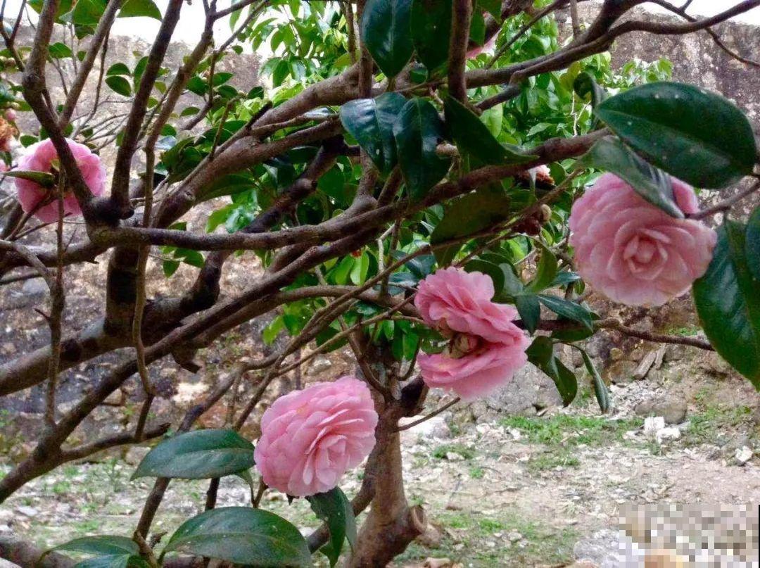 407岁古树，熊孩子玩火烧坏，只剩树皮还能活？