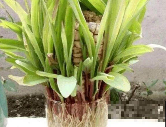 西红柿、玉米……埋土里，7天长成小森林，结出果子一大筐！